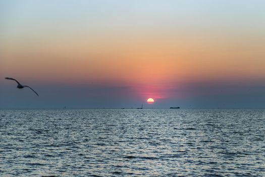 Seagulls flying over the sea on the background of beautiful sunset. Space for text, Selective focus.
