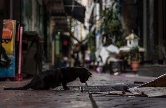 Low angle view of a Black stray cat looking down into the pipe cover on the stree in alley. Selective focus.
