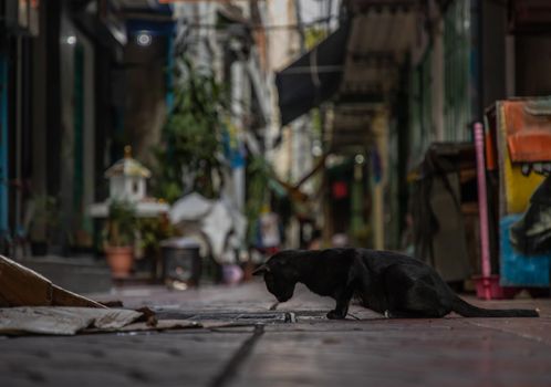 Low angle view of a Black stray cat looking down into the pipe cover on the stree in alley. Selective focus.