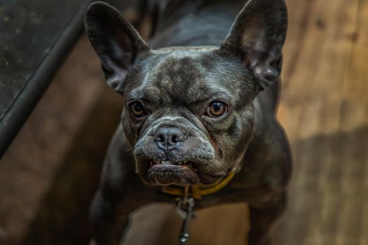 Puppy french bulldog stand on chair by table in home. No focus, specifically.