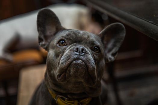 Puppy french bulldog stand on chair by table in home. Selective focus.