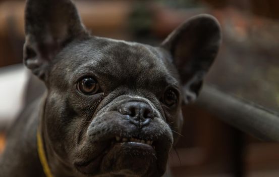 Close-up of Puppy french bulldog stand on chair by table in home. Selective focus.