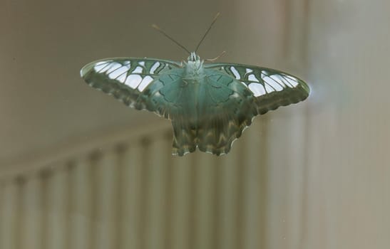 Butterfly with spread wings perched on a window glass from the outside. Copy space, Selective focus.