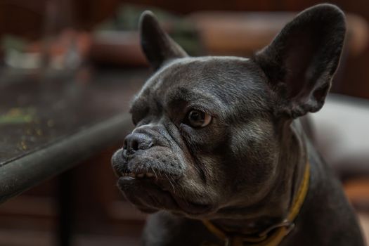 Puppy french bulldog stand on chair by table in home. Selective focus.