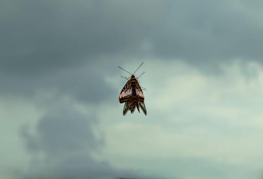 Butterfly perched on a glass window with sky view background. Copy space, Selective focus.
