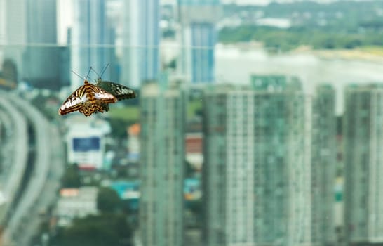 Butterfly with spread wings perched on a window glass city view. Copy space, Selective focus.