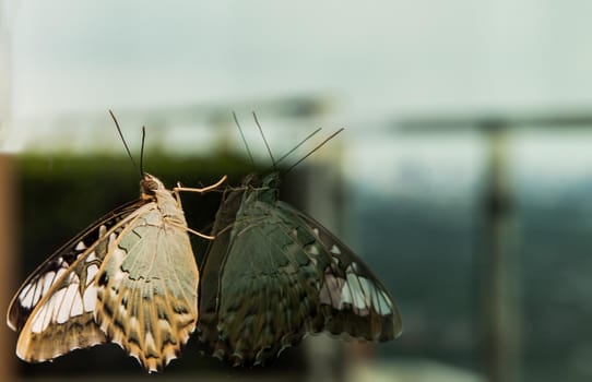 Butterfly perched on a glass window. Copy space, Selective focus.