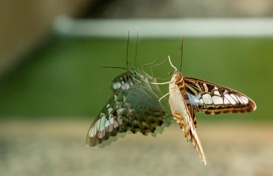 Butterfly perched on a glass window. Copy space, Selective focus.