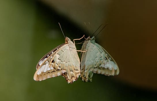 Butterfly perched on a glass window. Copy space, Selective focus.