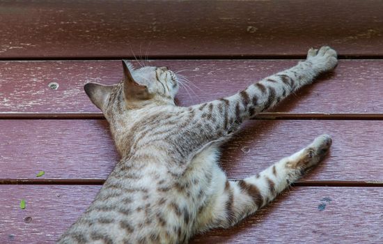 The cute cat sleeping on the red wooden floor. Street cat. Selective focus.
