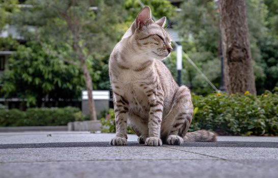 The cute cat is sitting in park. Street cat. Selective focus.