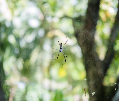 Spider on the net, Costa rica. High quality photo