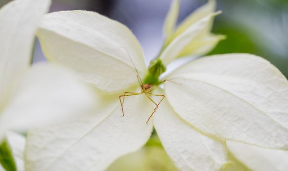 Little bug sitting on flower, macro photography, Costa rica. High quality photo