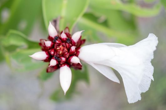 Beautiful flower,close up, costa rica. High quality photo