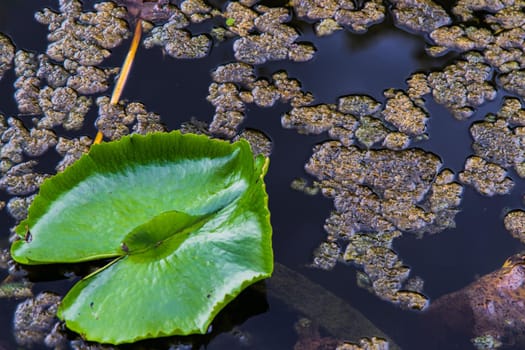 lily Lotuswater pond with water droplets on the leaves floating in pond with selective focus on the subject.