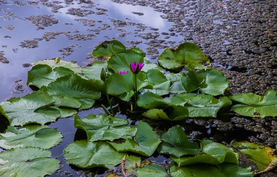 Blooming light pink fancy waterlily or lotus flower in pond. Selective focus.