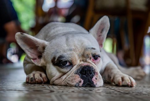 Close-up view of Puppy french bulldog resting and looking and looking at the camera.