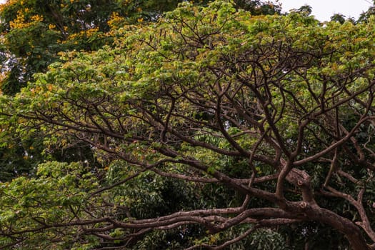 Beautiful big tree and branches with nature green wood sunlight background. Focus and blur.
