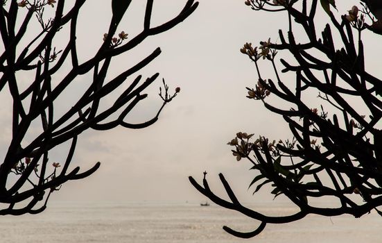 Morning at the seashore with the shadow of Plumeria rubra trees or Frangipani trees. Selective focus.