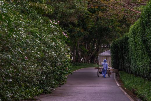The leaf sweeper going to sweeping the leaves with a broom in the lawn of garden. No focus, specifically.