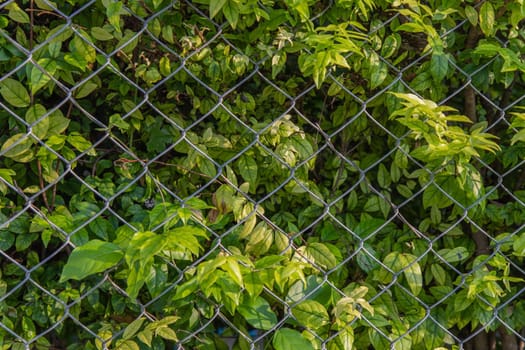 trees by the fence on beside the Road. vertical garden wall. Selective focus.