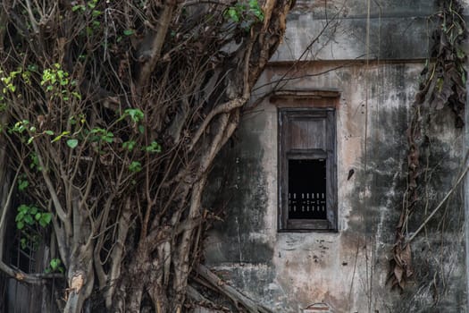 Many trees roots covering of external of old building was left to deteriorate over time. Traditional Architecture style, Selective focus.