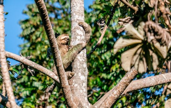 Cute Sloth on the tree - Costa rica. High quality photo