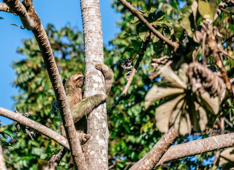 Cute Sloth on the tree - Costa rica. High quality photo