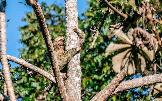 Cute Sloth on the tree - Costa rica. High quality photo