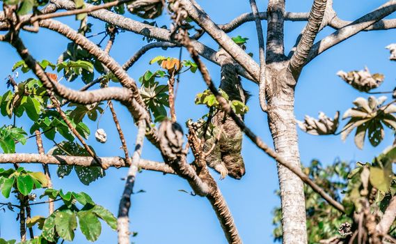 Cute Sloth on the tree - Costa rica. High quality photo