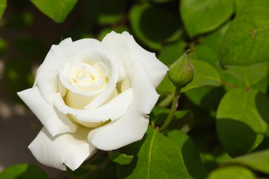 Full bloom white rose flower head (Rosa jacare) and flower bud, Pretoria, South Africa