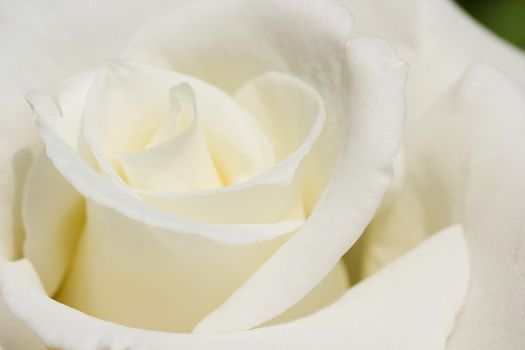 White rose flower head (Rosa jacare) soft petals close-up, Pretoria, South Africa