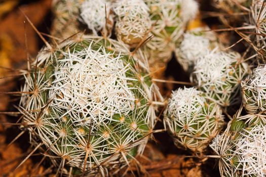 White thorny thimble succulent cactus plant (Mammillaria gracilis fragilis) cluster thorns close-up, Pretoria, South Africa