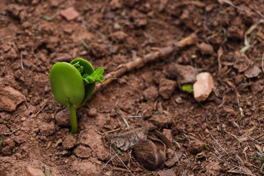 Sprouting sweet thorn acacia tree (Vachellia karroo) in rough soil, Pretoria, South Africa