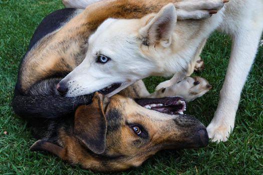 Siberian husky dog and a mixed breed dog play fighting on grass lawn, Pretoria, South Africa