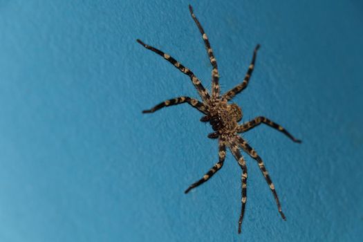 Hairy wall crab spider (Selenops radiatus) legs outstretched looking at camera, Pretoria, South Africa