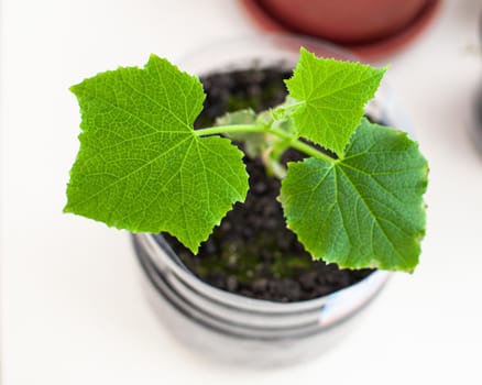 Seedlings of cucumbers and plants in flower pots near the window, a green leaf close-up. Growing food at home for an ecological and healthy lifestyle. Growing seedlings at home in the cold season