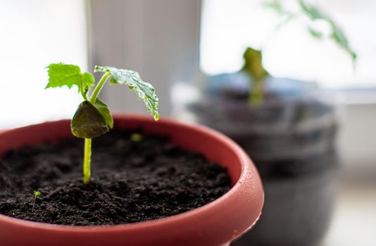 Seedlings of cucumbers in pots near the window, a green leaf close-up. Growing food at home for an ecological and healthy lifestyle. Growing seedlings at home in the cold season