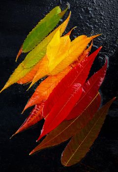 colorful fall leaf background. autumn leaves palette