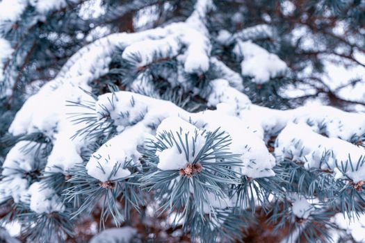 pine branch with a cone close up against the blue sky. High quality photo