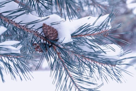 pine branch with a cone close up against the blue sky. High quality photo