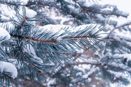 pine branch with a cone close up against the blue sky. High quality photo