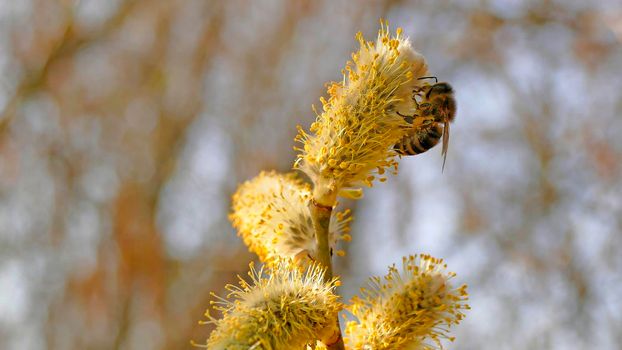 Willow blossom with bee in springtime in Germany