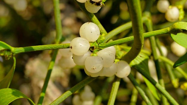 mistletoe with ripe berries