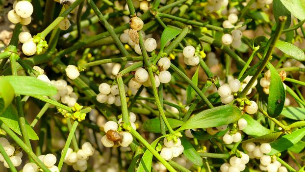 mistletoe with ripe berries