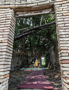 Nakhon Nayok, Thailand - Mar 21, 2020 : Many big tree roots covering The ancient church without roof inside there is a Buddha statue at The ancient of a 200 year old church. Wat Pah Krathum. No focus, specifically.