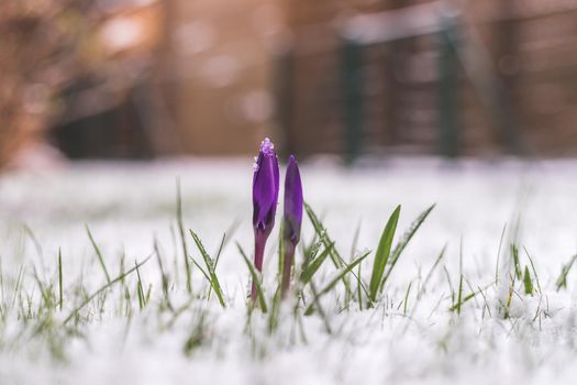 Snowy spring flowers in the front yard. Crocus in spring time.