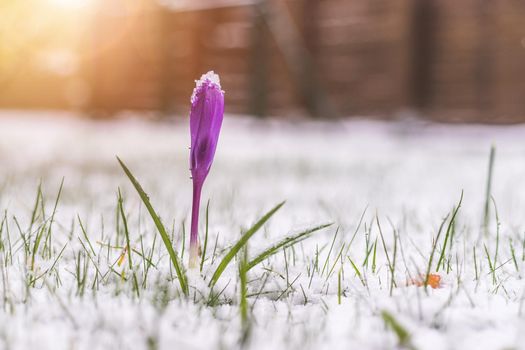 Snowy spring flowers in the front yard. Crocus in spring time.