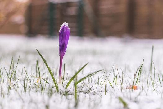 Snowy spring flowers in the front yard. Crocus in spring time.