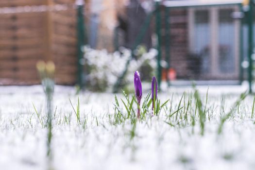 Snowy spring flowers in the front yard. Crocus in spring time.